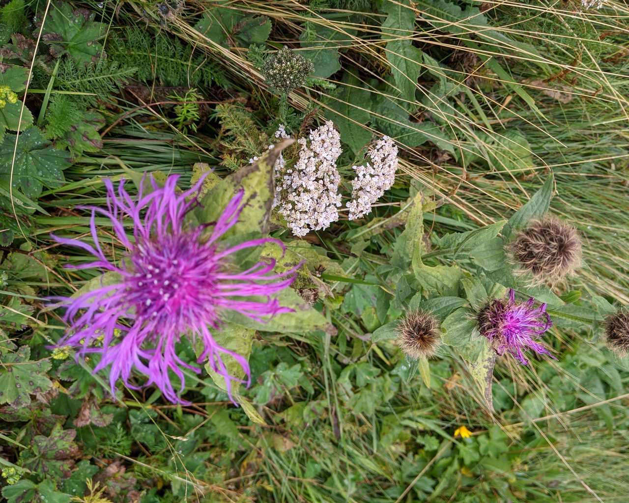 Centaurea nervosa o C. pseudophrygia ?